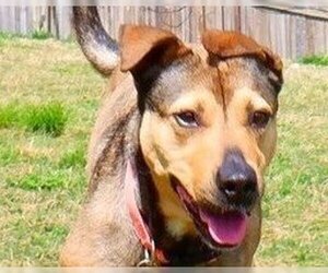 American Pit Bull Terrier-Mountain Cur Mix Dogs for adoption in Cookeville, TN, USA