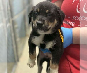 German Shepherd Dog-Unknown Mix Dogs for adoption in Bristol, CT, USA