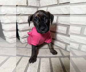 American Staffordshire Terrier-Jack Russell Terrier Mix Dogs for adoption in St. Louis Park, MN, USA