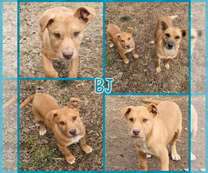 Medium Photo #2 Carolina Dog-Great Pyrenees Mix Puppy For Sale in Blacksburg, SC, USA