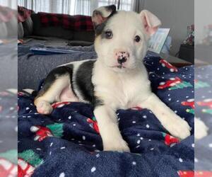 Border-Aussie Dogs for adoption in Pendleton, NY, USA