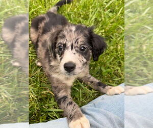 Australian Shepherd-Unknown Mix Dogs for adoption in Aurora, IN, USA