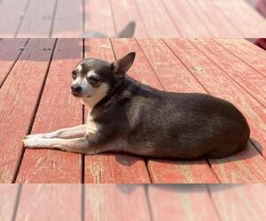 Chihuahua Dogs for adoption in Newport, KY, USA