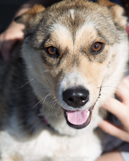 Medium Photo #1 Alaskan Husky-Unknown Mix Puppy For Sale in Anchorage, AK, USA