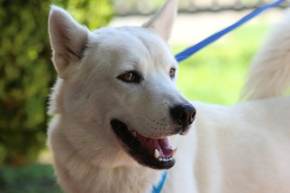 Siberian Husky Dogs for adoption in CRESCENT CITY, FL, USA