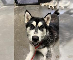Siberian Husky Dogs for adoption in Tulsa, OK, USA
