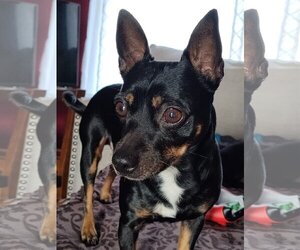 Miniature Pinscher Dogs for adoption in Lee's Summit, MO, USA