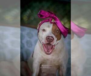 American Pit Bull Terrier-Unknown Mix Dogs for adoption in Martinsburg, WV, USA