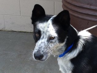 Border Collie Dogs for adoption in pomona, CA, USA