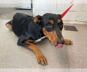 Doberman Pinscher Dogs for adoption in San Bernardino, CA, USA
