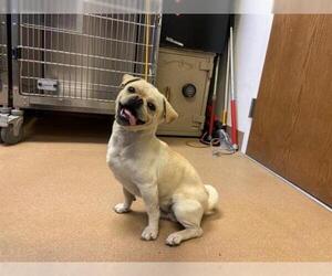 Pug Dogs for adoption in Norco, CA, USA