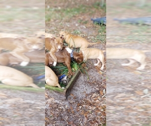 Small Beagle-Catahoula Leopard Dog Mix