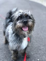 Cairn Terrier Dogs for adoption in Mankato, MN, USA