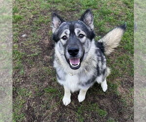 - Mix Dogs for adoption in Muskegon, MI, USA