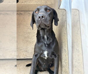 Mutt Dogs for adoption in Oklahoma City, OK, USA