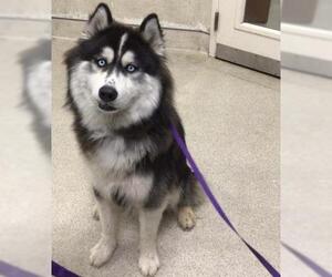 Siberian Husky Dogs for adoption in Riverside, CA, USA