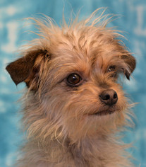 Medium Photo #2 Mutt Puppy For Sale in Eureka, CA, USA