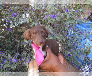 Australian Kelpie-Unknown Mix Dogs for adoption in San Diego, CA, USA
