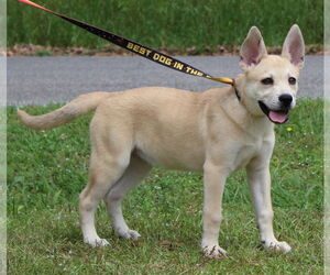 Mutt Dogs for adoption in Prattville, AL, USA