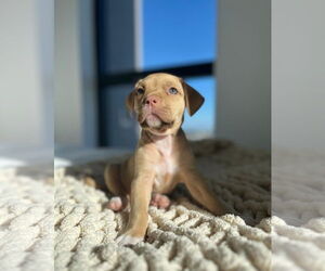 American Pit Bull Terrier Dogs for adoption in miami, FL, USA
