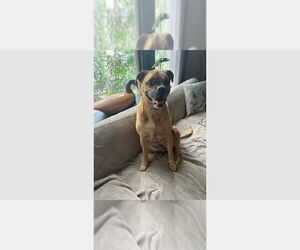 Boxer Dogs for adoption in Austin, TX, USA