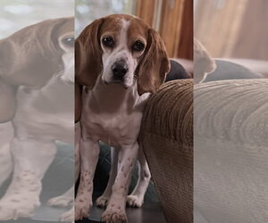 Beagle Dogs for adoption in Alexander, AR, USA