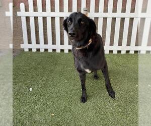 German Shepherd Dog-Unknown Mix Dogs for adoption in Modesto, CA, USA