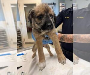 Siberian Husky-Unknown Mix Dogs for adoption in Riverside, CA, USA