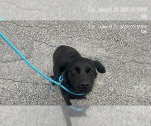 Mutt Dogs for adoption in Ocala, FL, USA