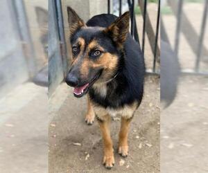 German Shepherd Dog Dogs for adoption in Riverside, CA, USA