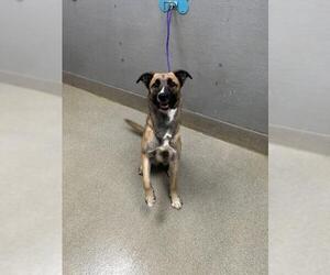 Mutt Dogs for adoption in Las Vegas, NV, USA