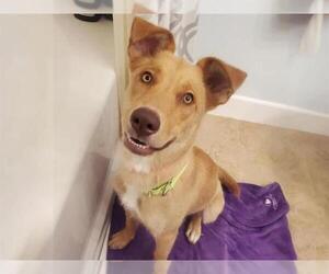 Siberian Husky-Unknown Mix Dogs for adoption in Las Vegas, NV, USA