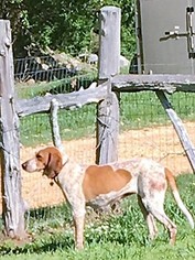 Coonhound-Unknown Mix Dogs for adoption in Florence, AL, USA