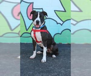 Boxer-Dalmatian Mix Dogs for adoption in Saint Louis, MO, USA