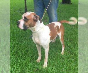 Boxer Dogs for adoption in Slidell, LA, USA