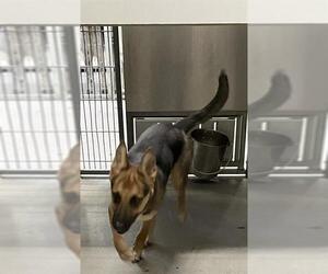 German Shepherd Dog-Unknown Mix Dogs for adoption in Modesto, CA, USA