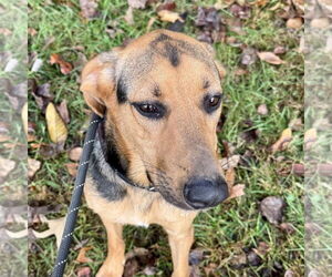 German Shepherd Dog-Unknown Mix Dogs for adoption in Sparta, TN, USA