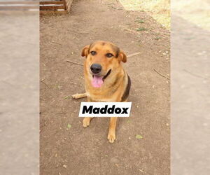 German Shepherd Dog Dogs for adoption in San Antonio, TX, USA