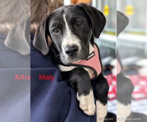 American Pit Bull Terrier-Labrador Retriever Mix Dogs for adoption in White Bluff, TN, USA