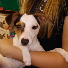 Jack Russell Terrier Dogs for adoption in Commerce, GA, USA