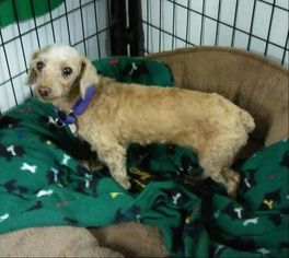 Poodle (Miniature) Dogs for adoption in Mukwonago, WI, USA