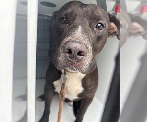 Mutt Dogs for adoption in Houston, TX, USA