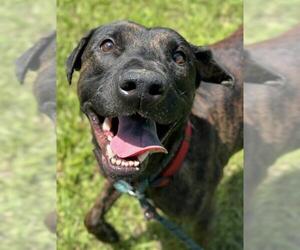 Labrador Retriever-Unknown Mix Dogs for adoption in Fort Lauderdale, FL, USA