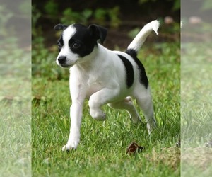 Chihuahua-Unknown Mix Dogs for adoption in Mechanicsburg, PA, USA