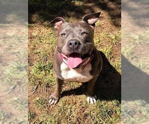 American Staffordshire Terrier Dogs for adoption in Redlands, CA, USA