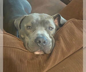 American Staffordshire Terrier Dogs for adoption in Chandler, AZ, USA
