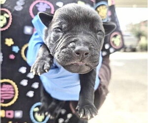Mutt Dogs for adoption in Houston, TX, USA