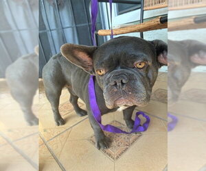 French Bulldog Dogs for adoption in Rancho Cucamonga, CA, USA