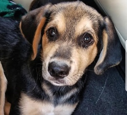 Medium Photo #1 Beagle-Unknown Mix Puppy For Sale in Brownsboro, AL, USA