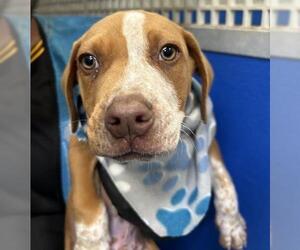 American Pit Bull Terrier-Unknown Mix Dogs for adoption in Visalia, CA, USA